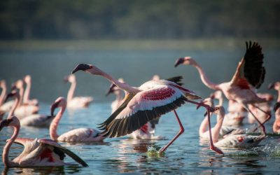 Bird watching tour in Sinya woodland and Sinya pools.