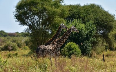 Visiting Kitenden wildlife Corridor