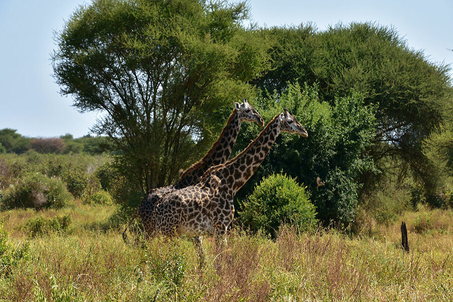 Visiting Kitenden wildlife Corridor