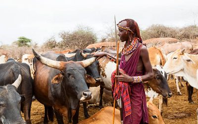 Cattle grazing with Maasai warriors